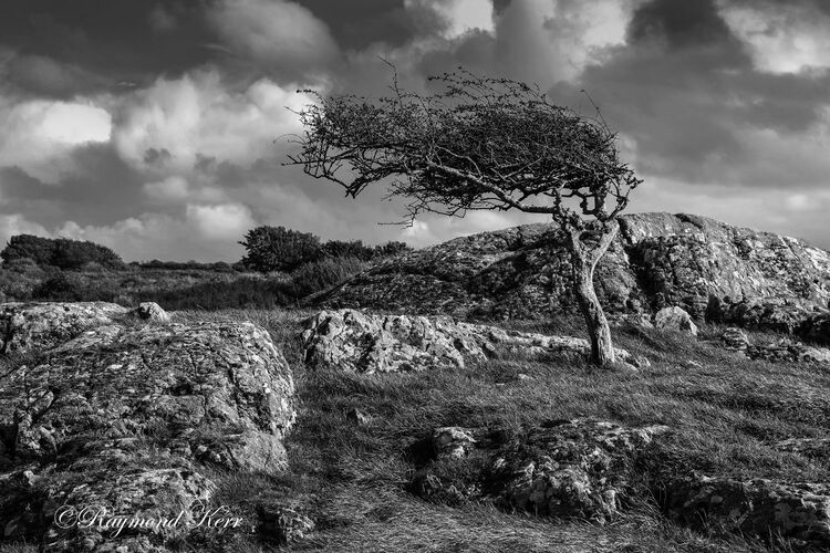 Windswept Tree