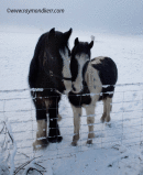 Give me shelter II..