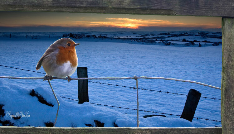 Composite - Robin at Llanbadrig