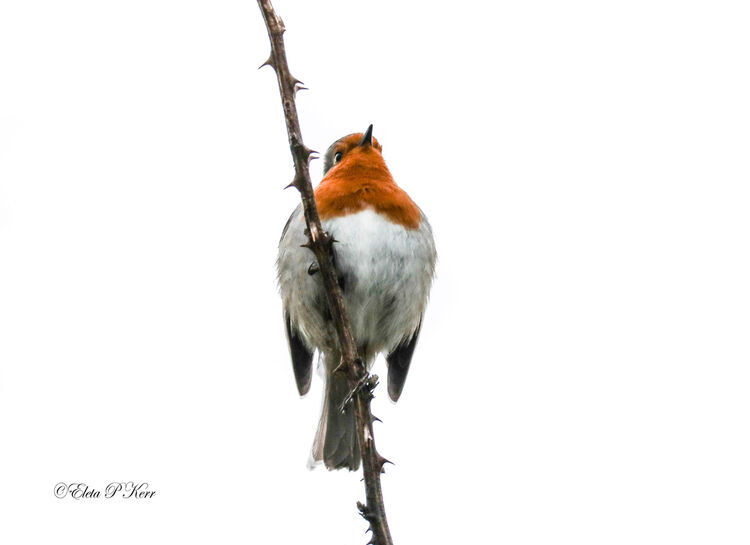 Robin