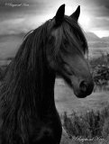Friesian