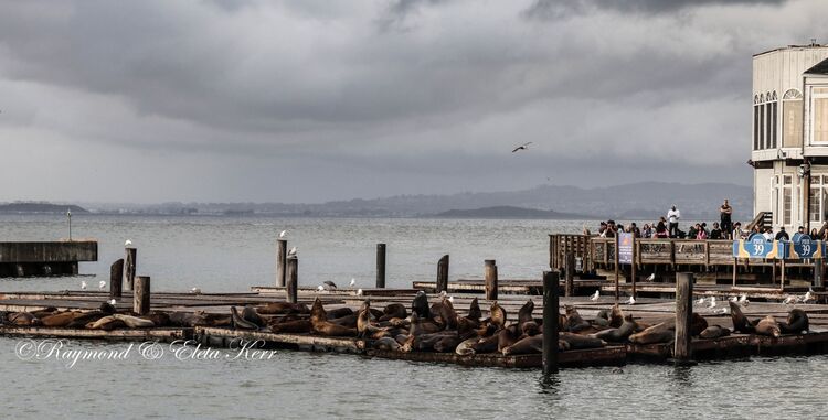 Sealions at Pier 39 - San Francisco