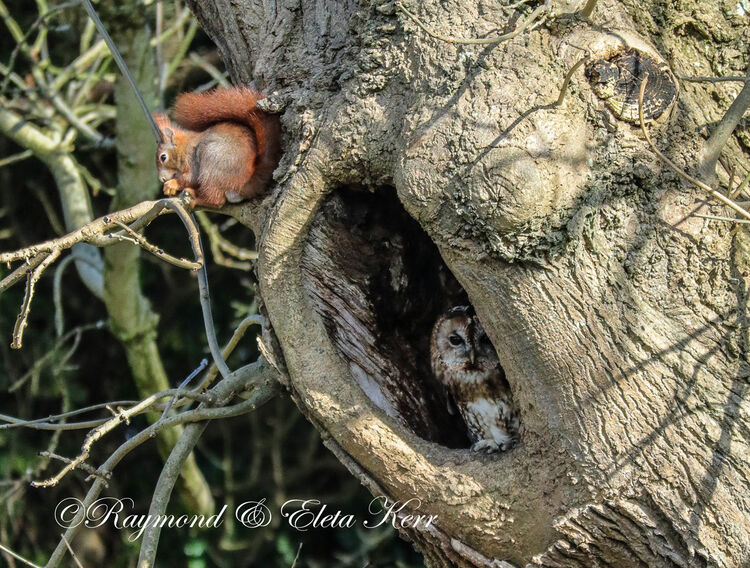 The Owl & erm Squirrel