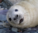 Grey Seal pup