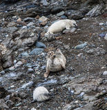 Greay Seal with pups.