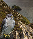 Peregrine Falcon - South Stack