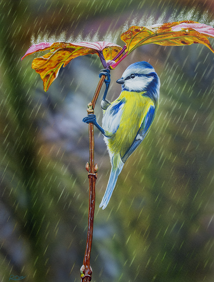 Blue Tit