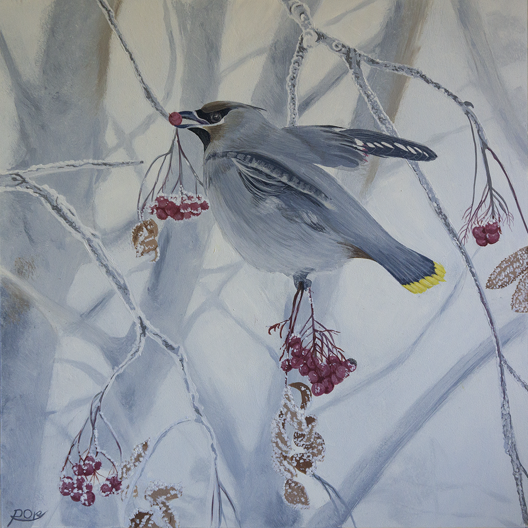 Bohemian waxwing