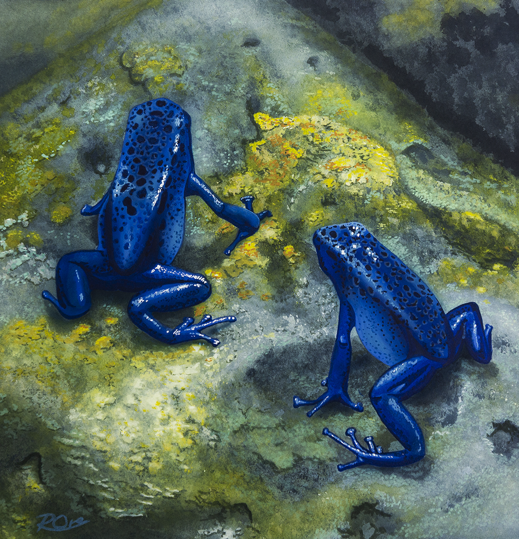 Poison Dart Frogs