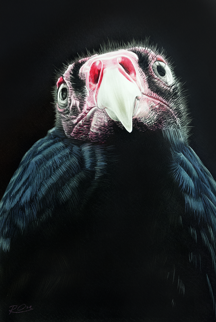 Raymond Ore Fine Art Turkey Vulture