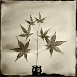 Acer leaves . small