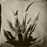 Calla Lilies small