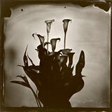 Calla lilies small