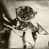 Camelia small