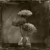 Chrysanthemums small