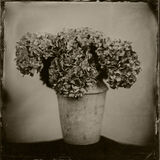 Hydrangeas small