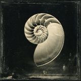 Nautilus