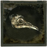 The Serendipitous Nature of Evolution V