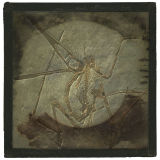 The Serendipitous Nature of Evolution III