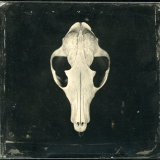 Badger Skull