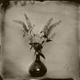 buddlea small