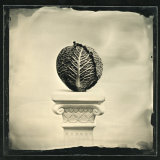 Of Cabbages and Kings