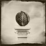 cabbage small