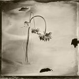 dahlia small