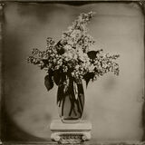 lilacs small