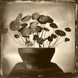 nasturtium small