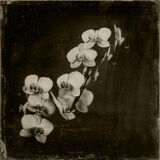 orchid small