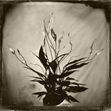 peace lily small