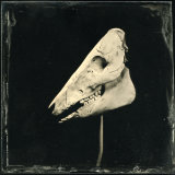 Pig skull
