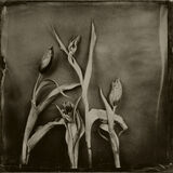 tulips small