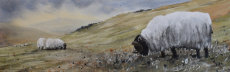Ingram valley, Northumberland, fine art print
