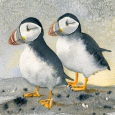 Puffins on the Farne Islands, fine art print