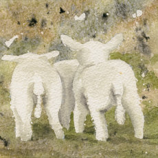 'Lambs tails' fine art print