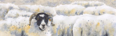 The watcher in the flock, fine art print