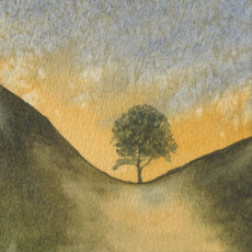 'Sycamore gap' fine art print
