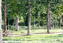 sous bois