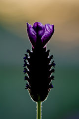International Garden Photographer of the Year 7