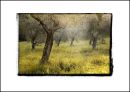 IT06001. Olive Grove, Tuscany