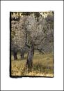 IT06002. Olive Tree, Tuscany