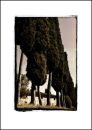 IT06003. Cypress Trees, Tuscany