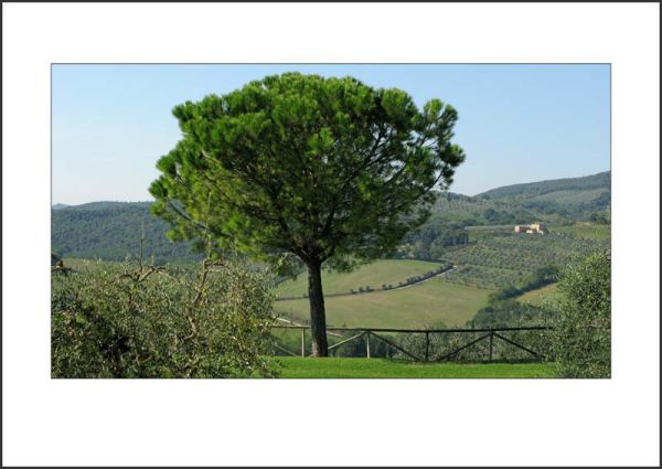IT09007. Stone Pine, Tuscany