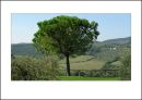 IT09007. Stone Pine, Tuscany
