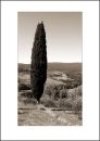 IT09008. Hillside Cypress, Tuscany