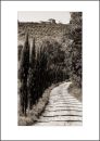IT09009. Cypress Avenue, Tuscany