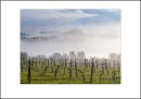 IT10004. Dawn mist, vineyards, Tuscany