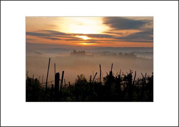 IT10006. Dawn, vineyards, Tuscany
